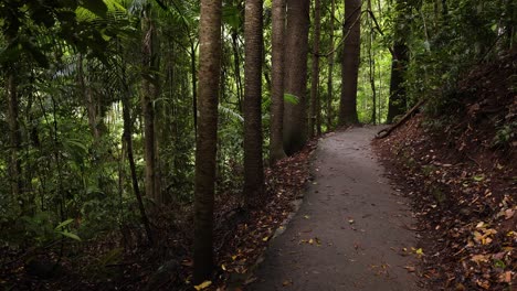 static view of the walking trail and forest, natural bridge, springbrook national park gold coast, australia