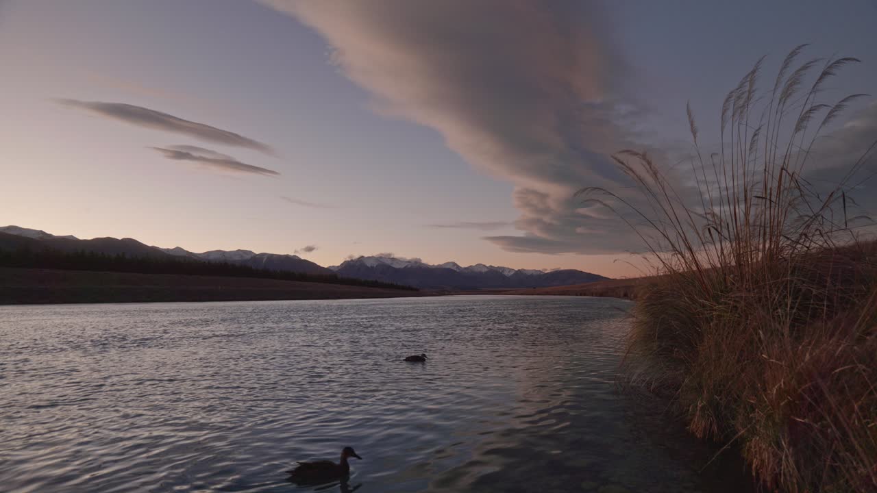 Tall grass on shore of hydro canal in mountainous south island, NZ during dawn