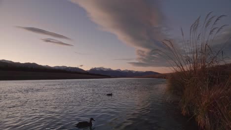 Tall-grass-on-shore-of-hydro-canal-in-mountainous-south-island,-NZ-during-dawn