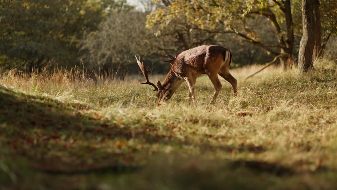ciervos en barbecho pastando en el bosque de otoño