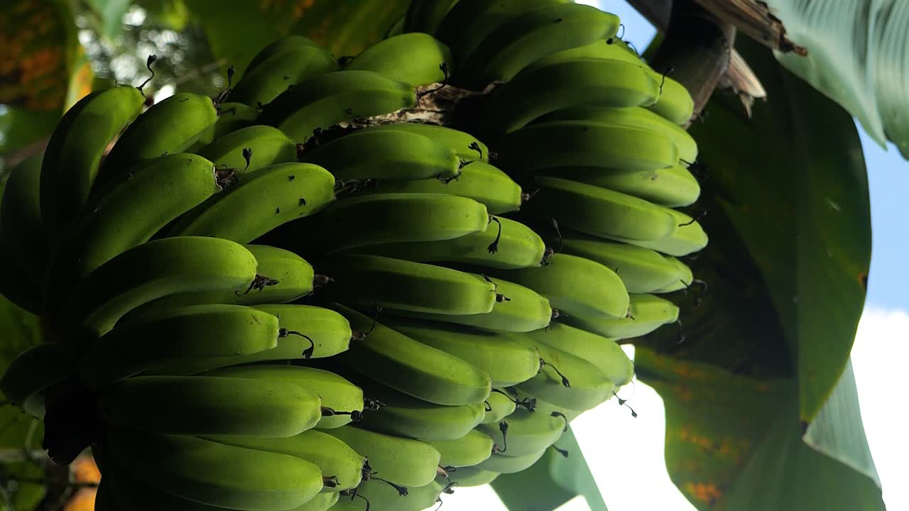 toma vertical de cámara lenta de banano verde en una plantación de café, bali, indonesia, adecuada para dietas vegetarianas y veganas