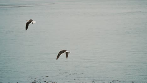 aves de gaviota delfín volando cerca de la ciudad turística de ushuaia en el archipiélago de tierra del fuego, argentina