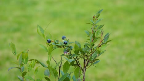 vaccinium corymbosum, a north american species of blueberry against green background - close-up shot