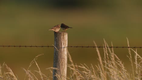 sparrows on a fence post