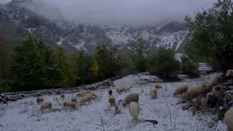 winter landscape with herd of sheep searching dry grass on a meadow covered in snow near stall