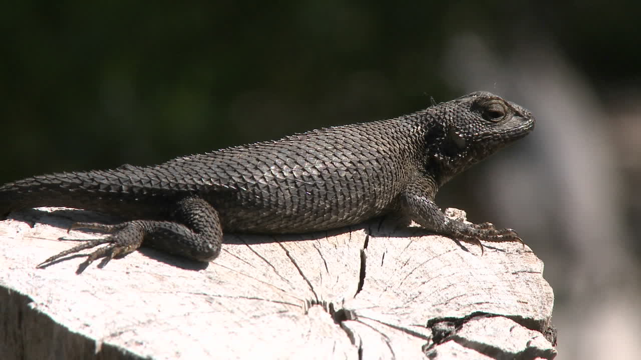lagarto de valla occidental saltando de un tronco en ojai, california