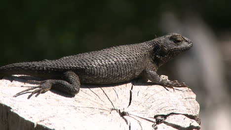 Western-fence-lizard-jumping-off-a-log-in-Ojai-California