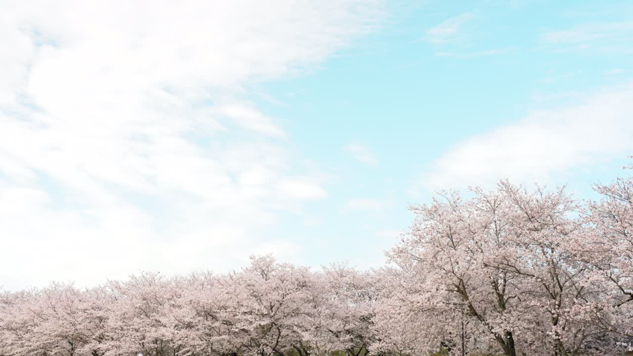 은 하늘과 체리 꽃 나무 줄이 있는 아름다운 풍경 재료