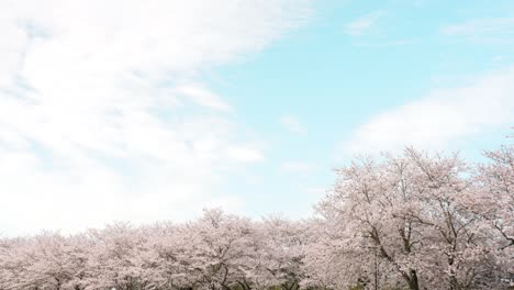 hermoso material de paisaje con cielo despejado y filas de cerezos en flor