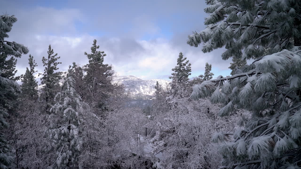 Sneklædt vinterlandskab i Big Bear, Californien