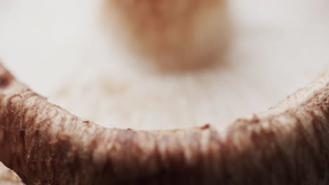 micro vídeo de un primer plano de un hongo con espacio de copia