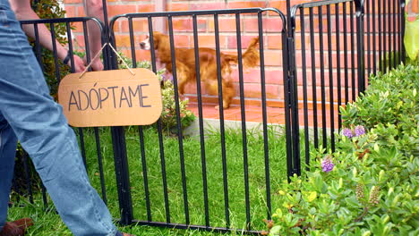 tiro general de perro cocker spaniel para la adopción