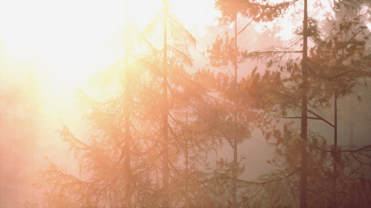 소나무 숲 에서 안개 가 가득 한 해가 뜨는 것