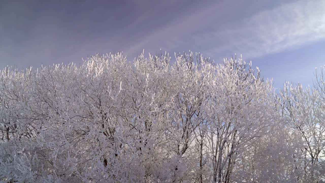푸른 하늘에 대 한 흰색 얼어 붙은 나무 꼭대기에 팬