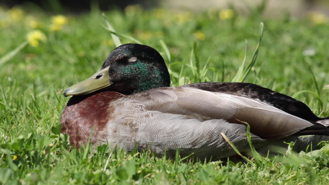 side view of sleeping duck on green field with yellow flowers