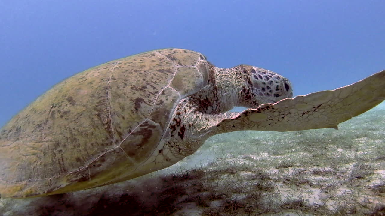 Amazing shot of sea turtle swimming with remora fish. Perhentian Island, Malaysia