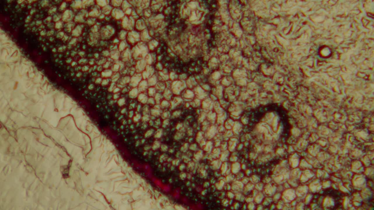 Detailed Microscopic View of Organic Cellular Structures
