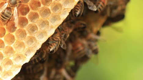Detail-of-honeycomb-structure-with-a-multitude-of-wild-Apis-Mellifera-Carnica-or-European-Honey-Bees-with-specimen-coming-and-going-from-the-hive-out-of-focus-in-the-background