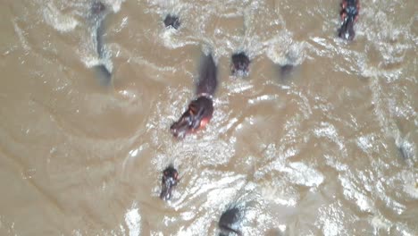 herdas de hipopótamos en un lago en kenia, áfrica