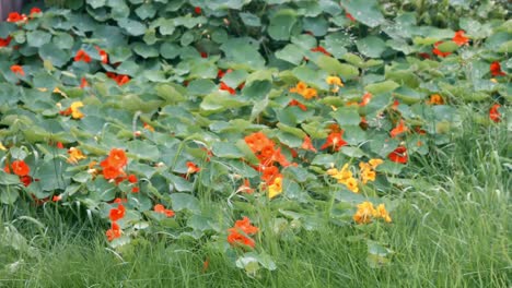 Plantas-Verdes-Ondeando-Al-Viento