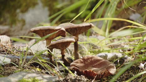 3 hongos creciendo en jyväskylä, bosque finlandés - 4k, 24fps