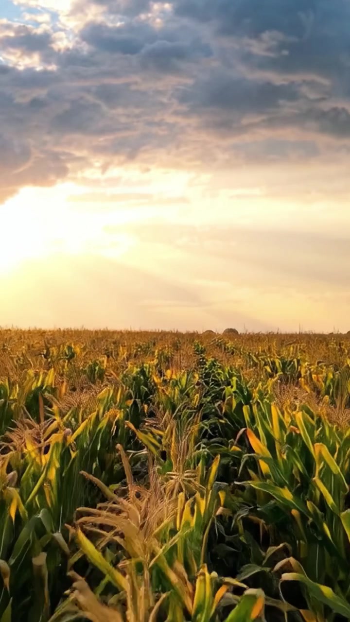 Golden Cornfield Under Dramatic Skies: A Beautiful Sunset Over Lush Crops Showcasing Nature's Bounty and Agricultural Abundance