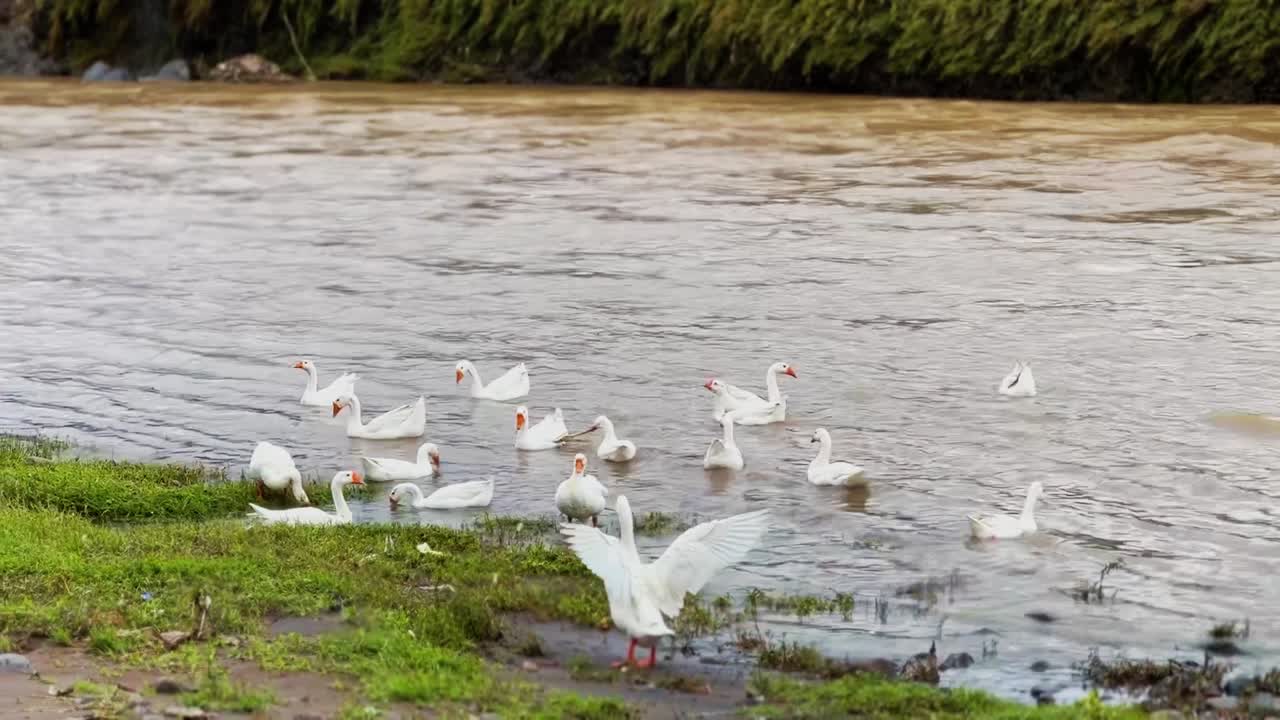 los cisnes blancos están nadando en la orilla del río.