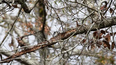 Downy-woodpecker-on-a-branch-pecking-for-food