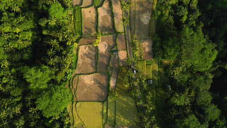 Rice-field-in-golden-hour,-car-traveling-alone-on-road,-Bali