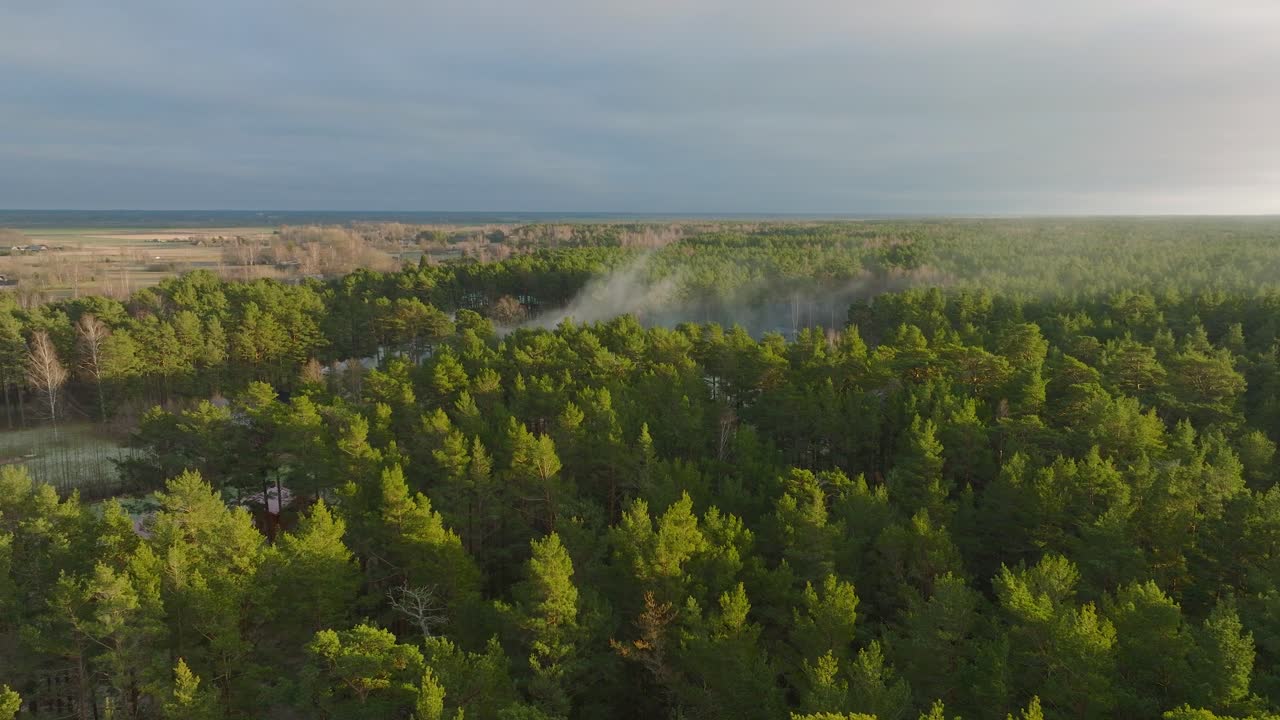 vista aérea de establecimiento de bosque de pinos verdes frescos, nubes de humo en ascenso distante, bosque nórdico, sendero forestal, tarde soleada, luz de hora dorada, disparo de drones moviéndose hacia atrás