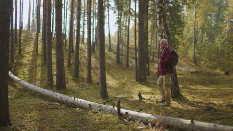 grey-haired-tourist-with-backpack-is-walking-at-beautiful-glade-in-forest-at-autumn-day-enjoying-picturesque-nature