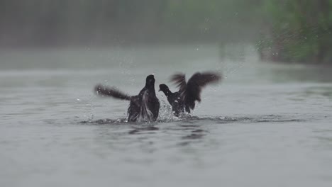 blackbirds in a misty river