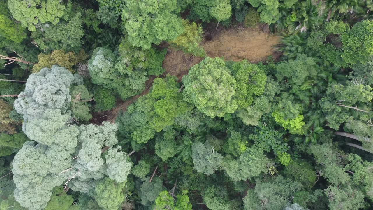 vista aérea de la selva tropical exuberante.