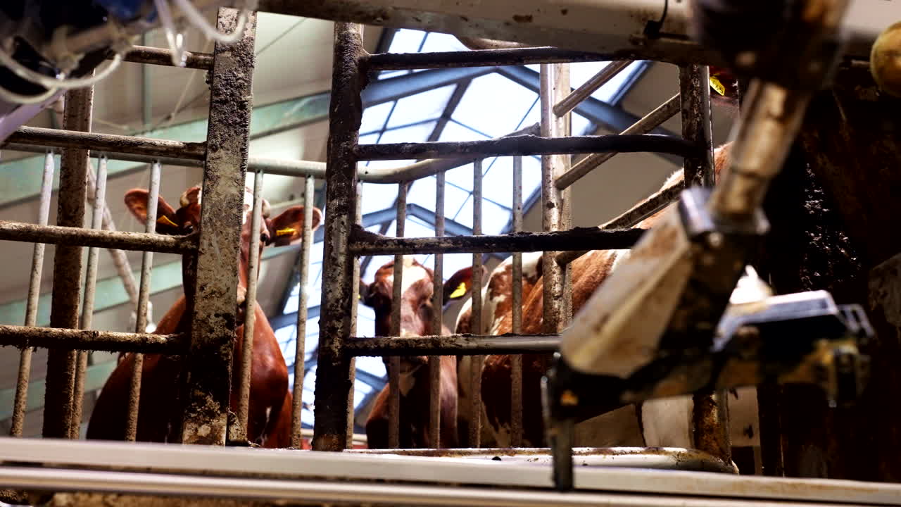 Dairy Cattle In The Farm Waiting To Be Milked By Automatic Milking System. - static shot
