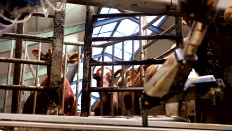 dairy cattle in the farm waiting to be milked by automatic milking system. - static shot