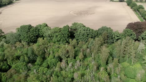 El-Vuelo-De-Un-Dron-Sobre-Los-árboles-Revela-Un-Círculo-En-Las-Cosechas-En-El-Campo-Agrícola-De-West-Meon