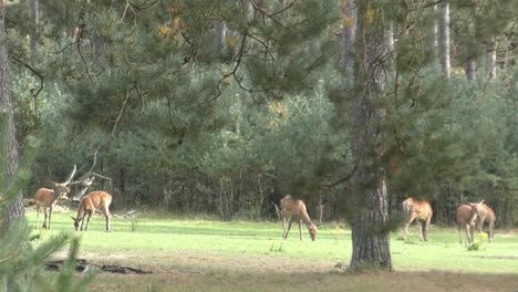 A-group-of-deer-grazing-in-a-beautiful-meadow-on-sunny-day