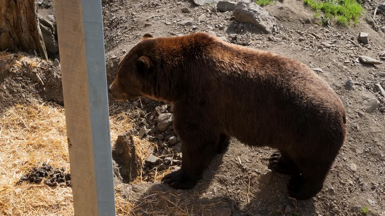 Pohjoisamerikkalainen ruskeakarhu Sitkassa, Alaskassa