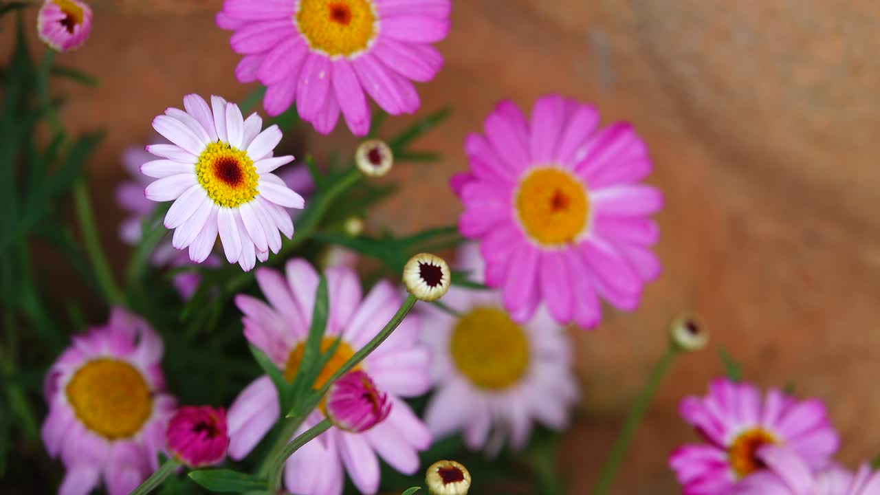 las flores de colores pastel