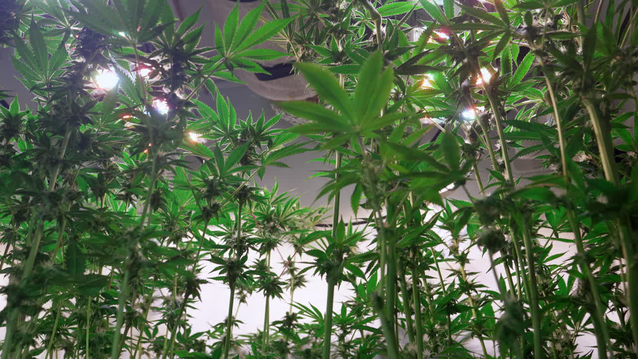 개화 단계에서 성장 텐트에서 자라는 대마초 식물의 샷