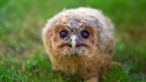 footage of a wild baby owl or owlet that has been lost and seek shelter with humans