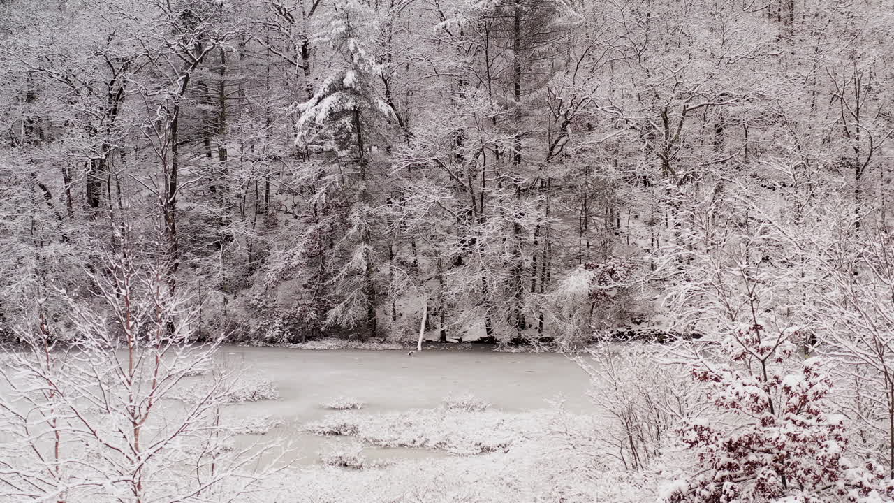 눈 덮인 숲으로 들어가는 평화로운 겨울 원더랜드 장면