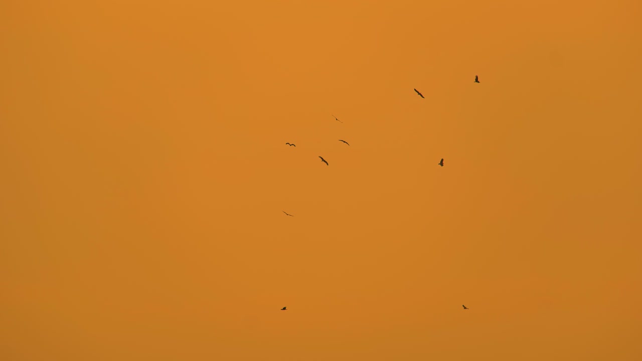 따뜻한 오렌지색 황혼하늘에서 날아다니는 새의 실루, 미니멀리즘과 평온, 넓은