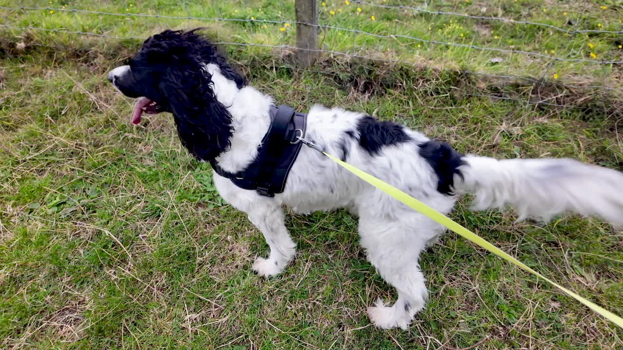 English Springer Spaniel walking on lead and harness in an outdoor field