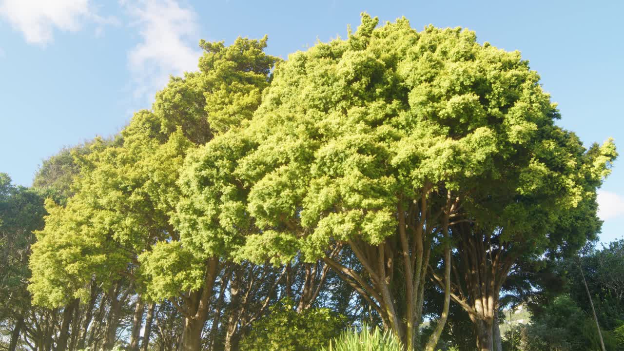 A low angle wide shot of two Golden Totara trees with clear blue sky, Otari-Wilton's Bush, Wellington, New Zealand