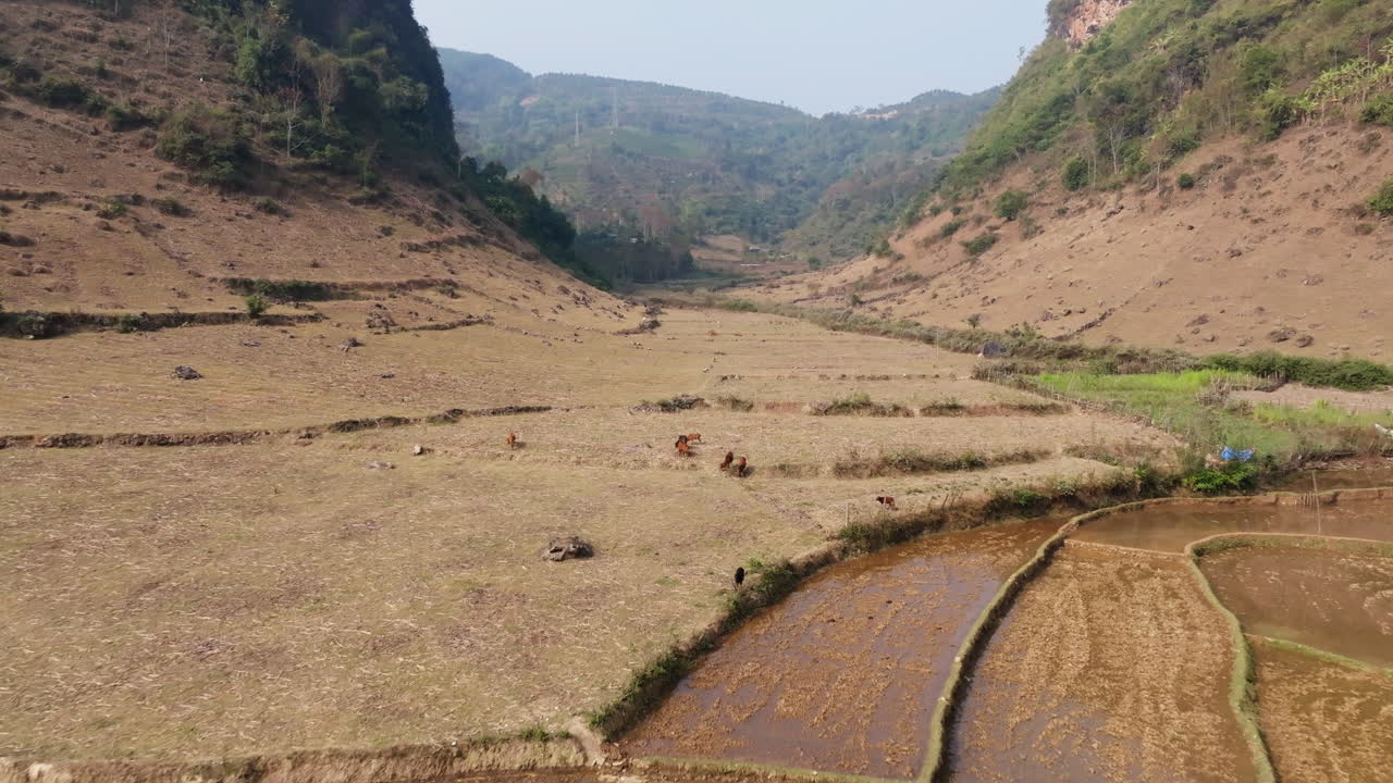 Mường Cang, Than Uyên, Lai Châu, Vietnam, vista drone di campi agricoli a mosaico e terrazzamenti attraverso un ampio fondovalle, incorniciato da ripide colline e un cielo pallido.
