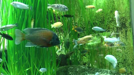 view of fish in the aquarium at the zoo