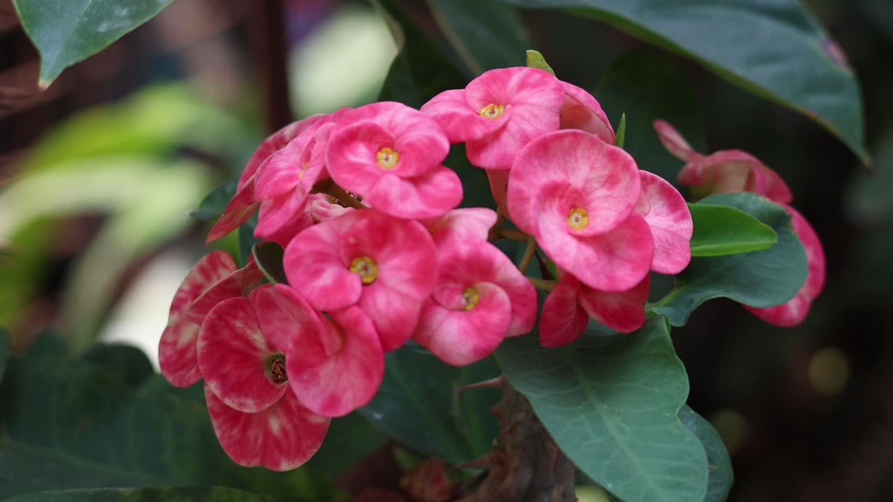 활기찬 가시 왕관 의 클로즈업