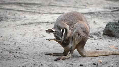 mother red kangaroo cleaning her baby in the pouch