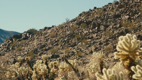 Cholla-cactus-field-in-the-desert